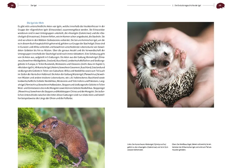 Sample Content (Image) Der Igel – Nachbar und Wildtier