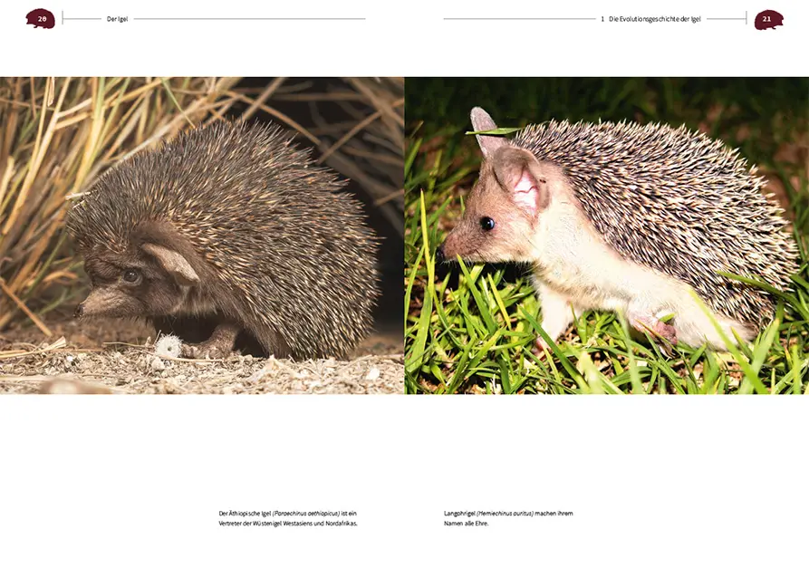 Sample Content (Image) Der Igel – Nachbar und Wildtier