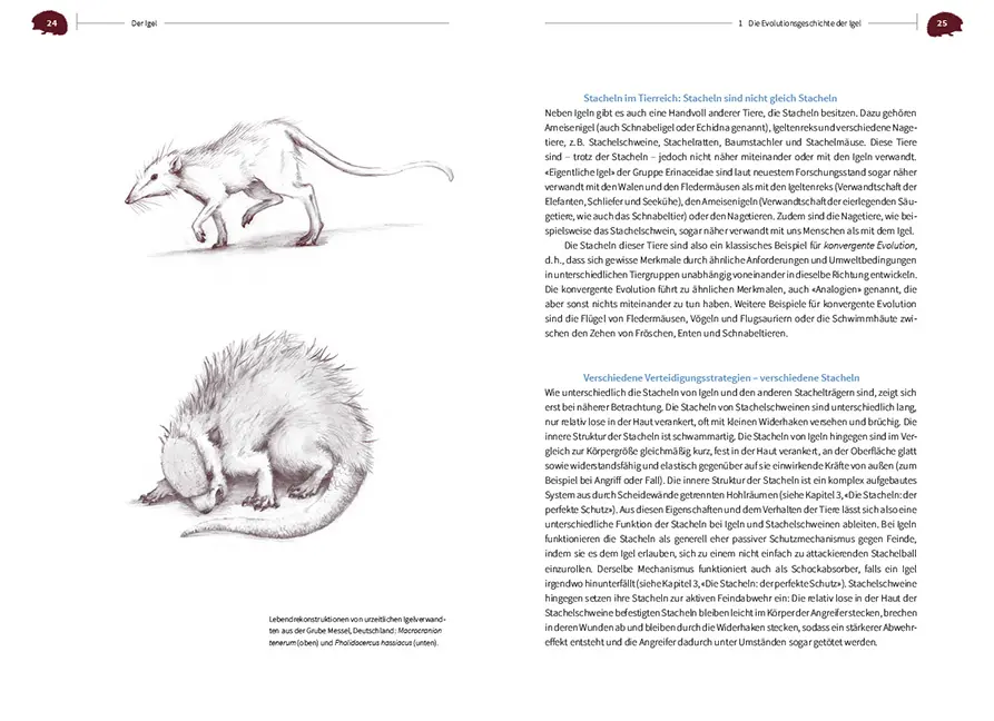 Sample Content (Image) Der Igel – Nachbar und Wildtier