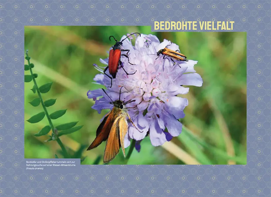 Sample Content (Image) Wildbienen in der Stadt