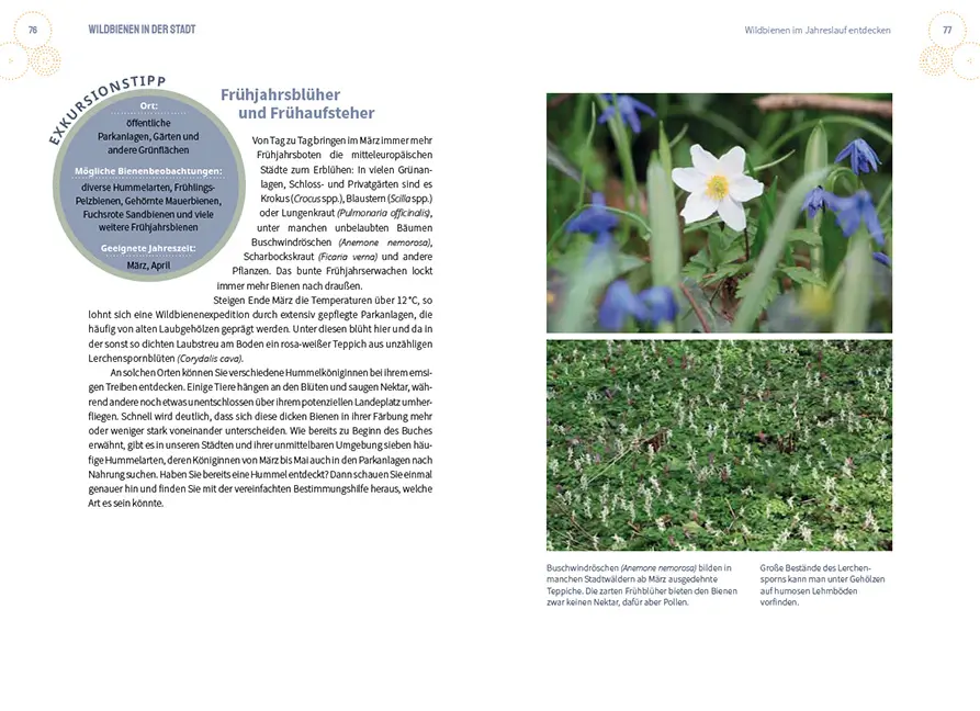 Sample Content (Image) Wildbienen in der Stadt