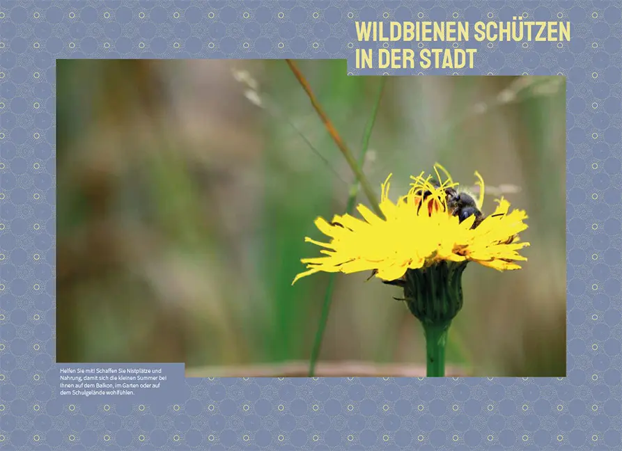 Sample Content (Image) Wildbienen in der Stadt