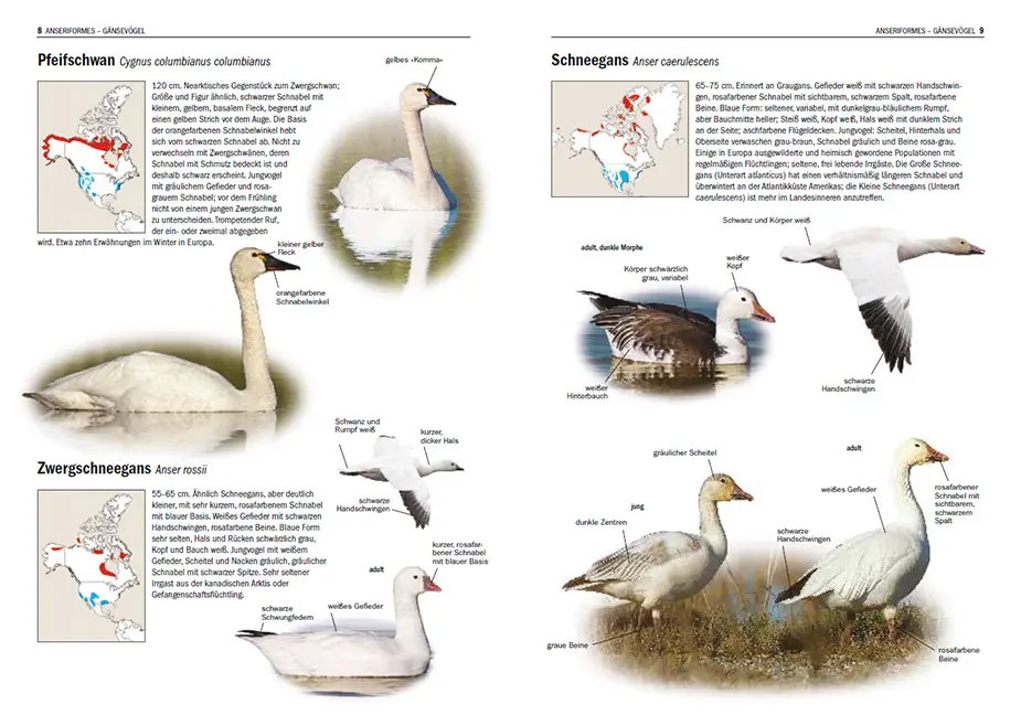 Sample Content (Image) Irrgäste