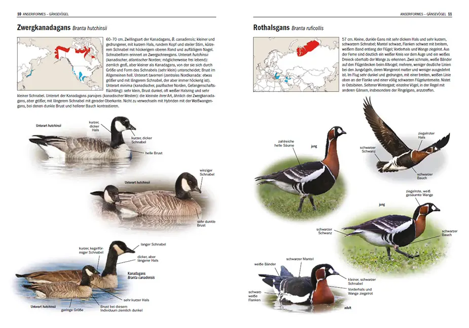 Sample Content (Image) Irrgäste