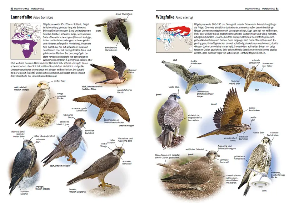 Sample Content (Image) Irrgäste