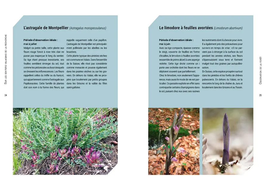 Sample Content (Image) Sur les sentiers valaisans de la recherche