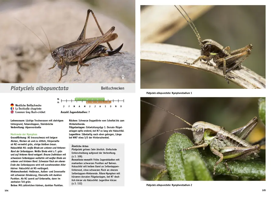 Sample Content (Image) Jugendstadien der Heuschrecken der Schweiz
