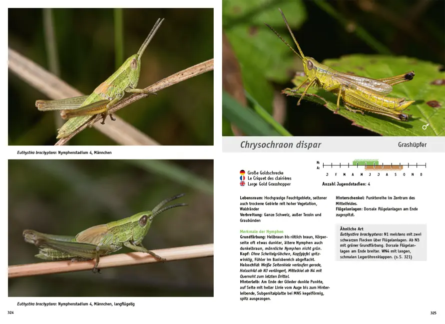 Sample Content (Image) Jugendstadien der Heuschrecken der Schweiz