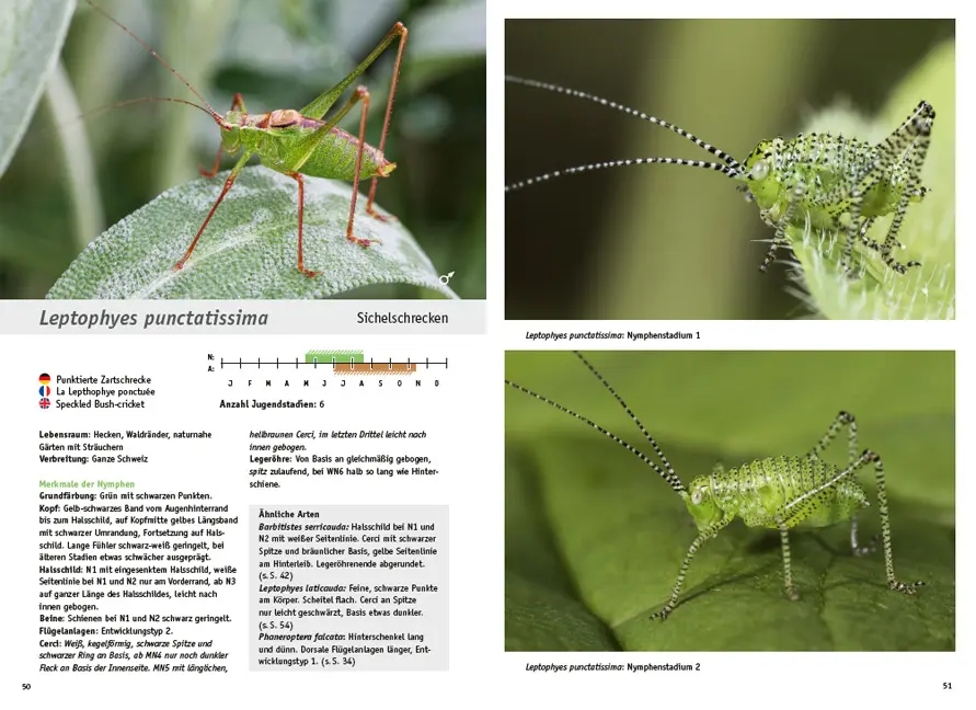 Sample Content (Image) Jugendstadien der Heuschrecken der Schweiz
