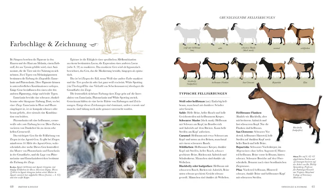 Sample Content (Image) Die Ziege