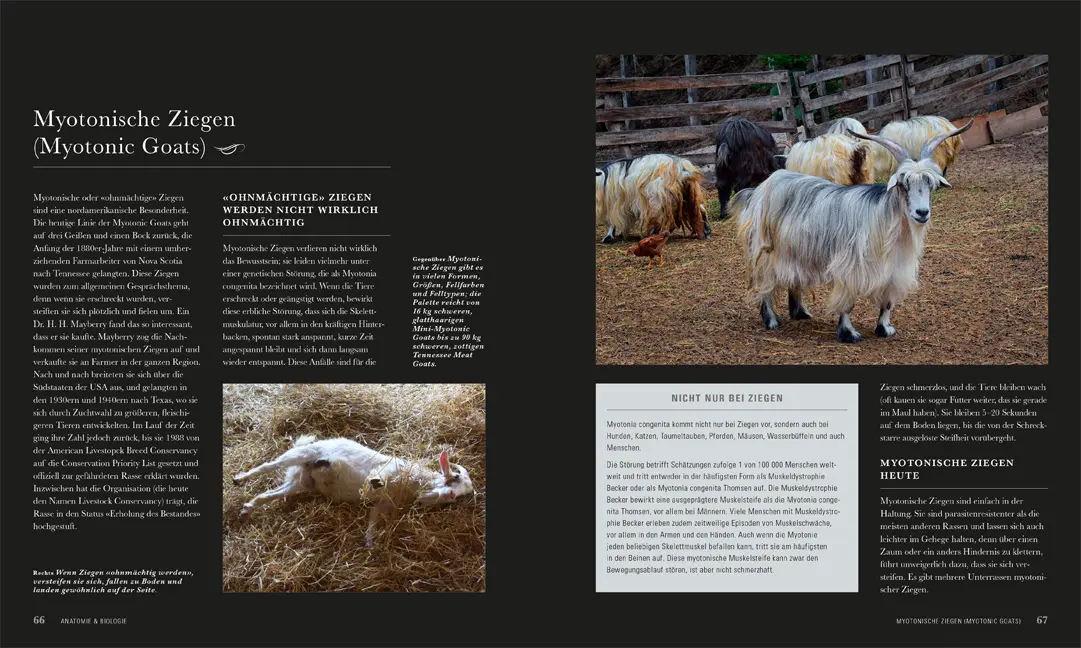 Sample Content (Image) Die Ziege