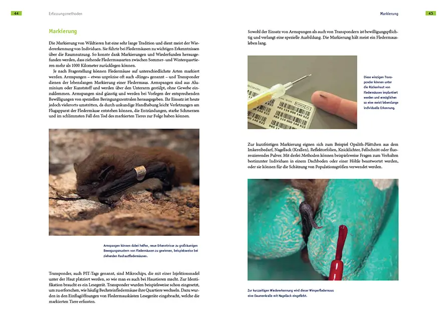 Sample Content (Image) Fledermausschutz