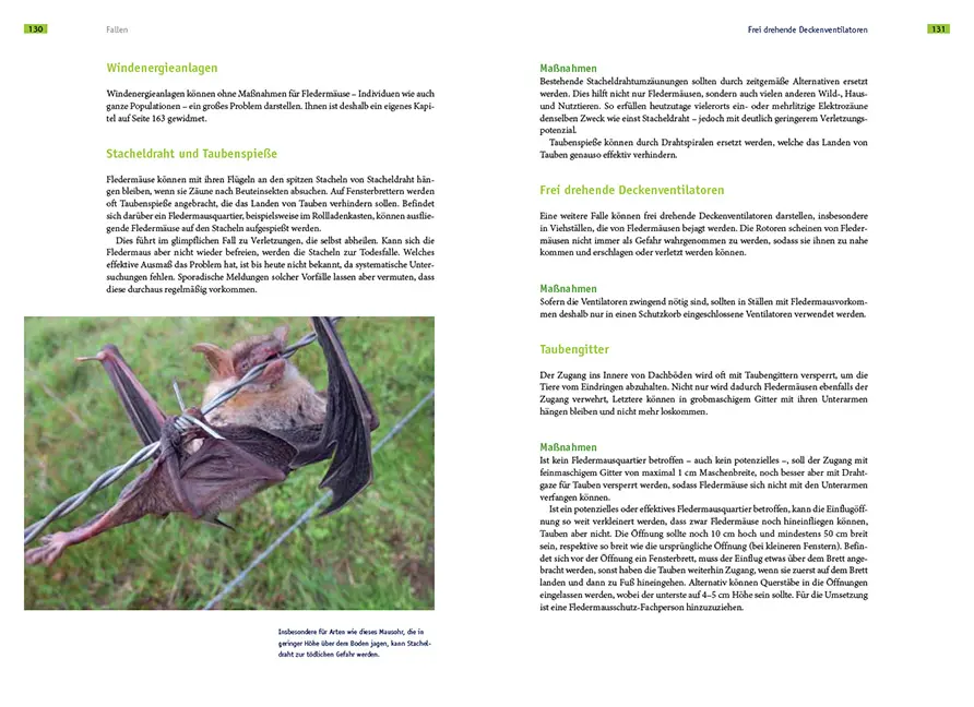 Sample Content (Image) Fledermausschutz