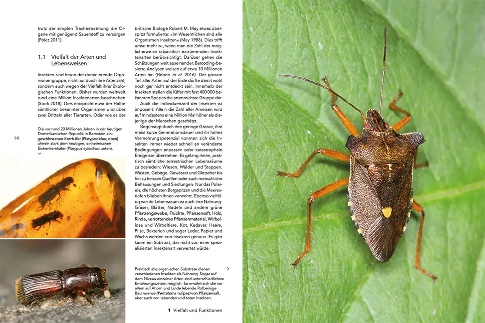 Sample Content (Image) Insekten im Wald