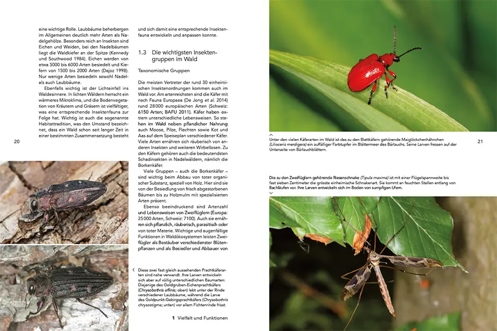 Sample Content (Image) Insekten im Wald