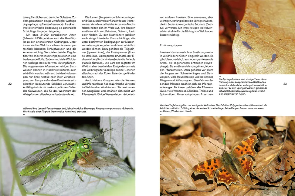 Sample Content (Image) Insekten im Wald