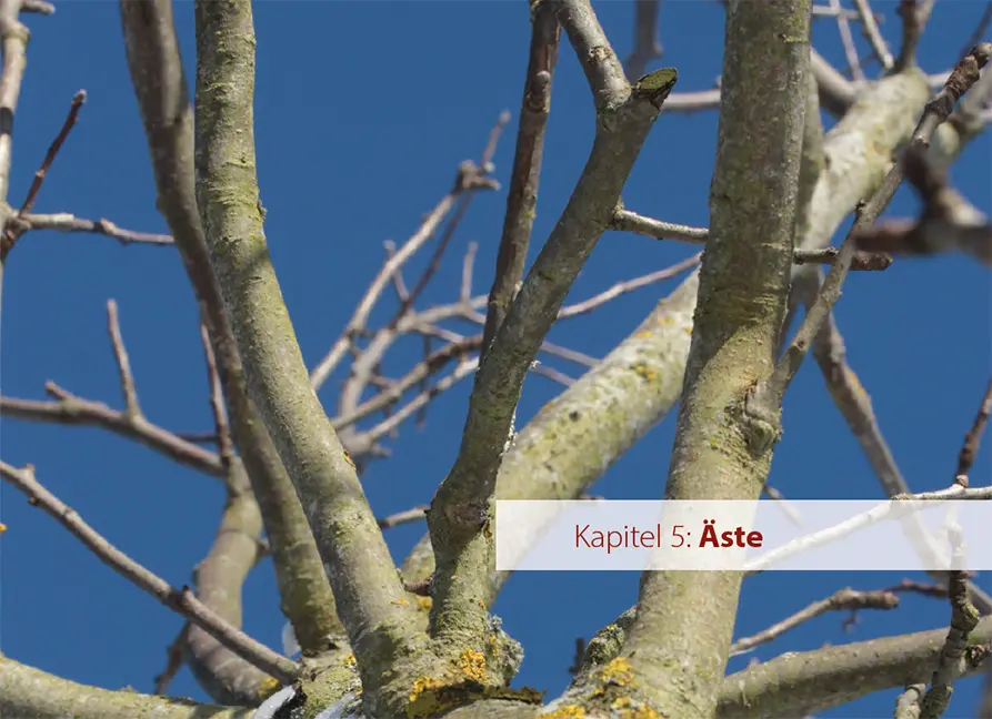 Sample Content (Image) Obstbäume verstehen