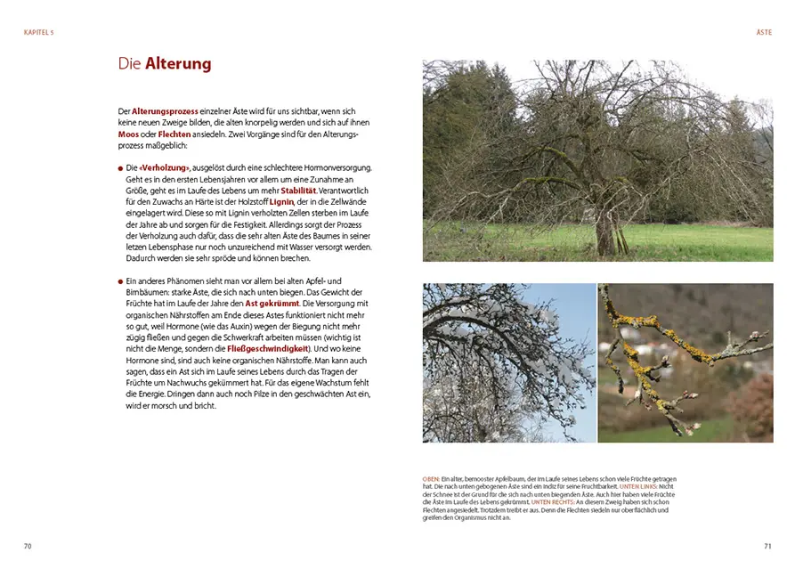 Sample Content (Image) Obstbäume verstehen