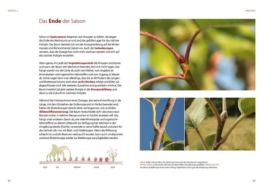 Back Cover Image Obstbäume verstehen