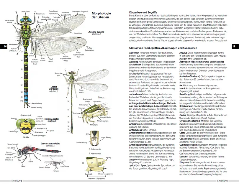 Sample Content (Image) Libellen Europas
