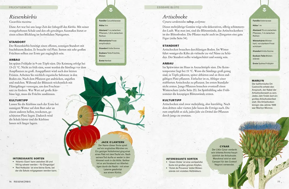 Sample Content (Image) Gemüse