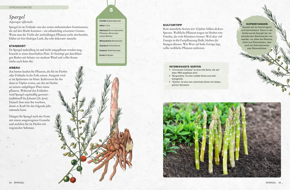 Sample Content (Image) Gemüse