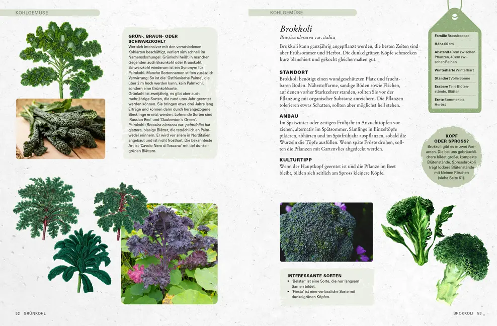 Sample Content (Image) Gemüse