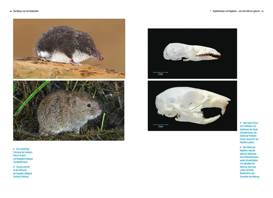 Sample Content (Image) Die Mäuse und ihre Verwandten