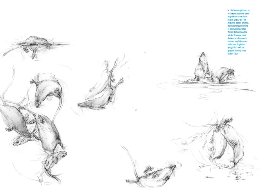 Sample Content (Image) Die Mäuse und ihre Verwandten