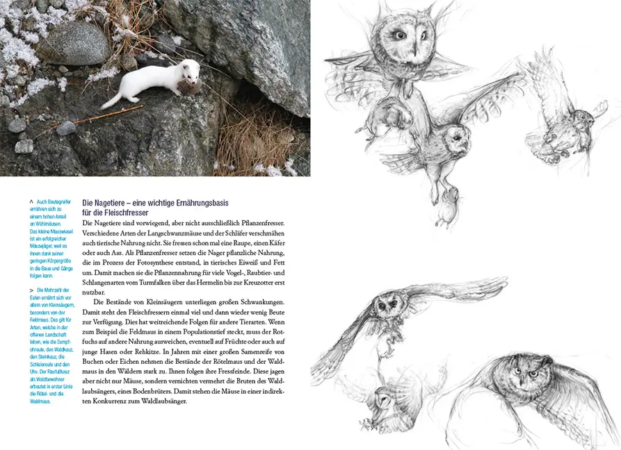 Sample Content (Image) Die Mäuse und ihre Verwandten