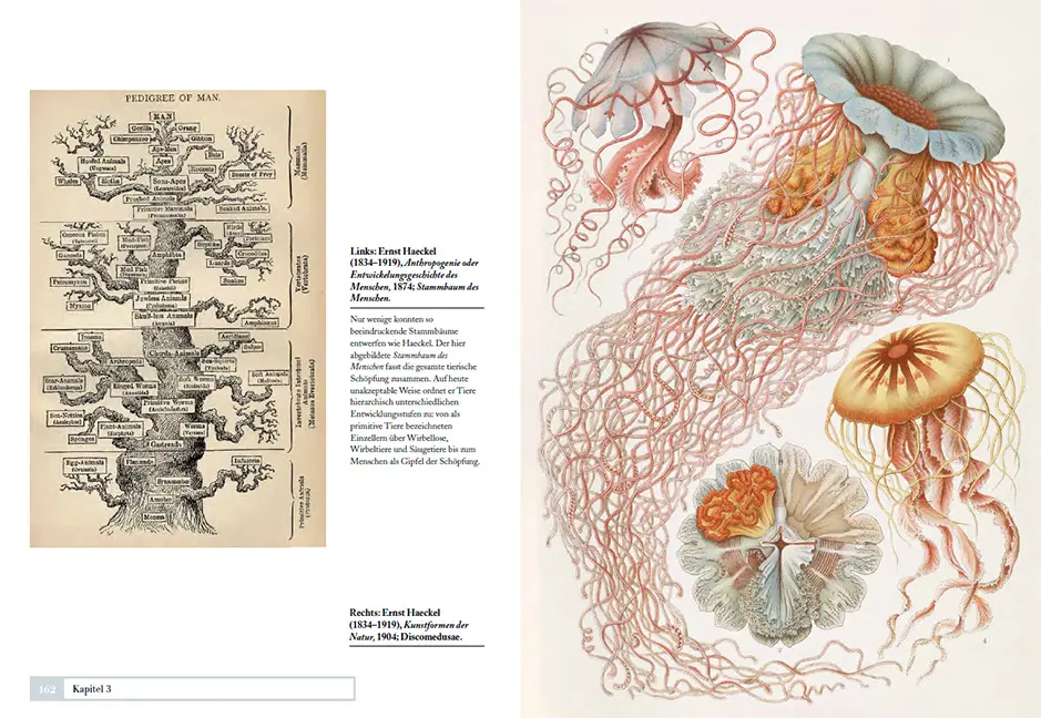 Sample Content (Image) Tiere ordnen