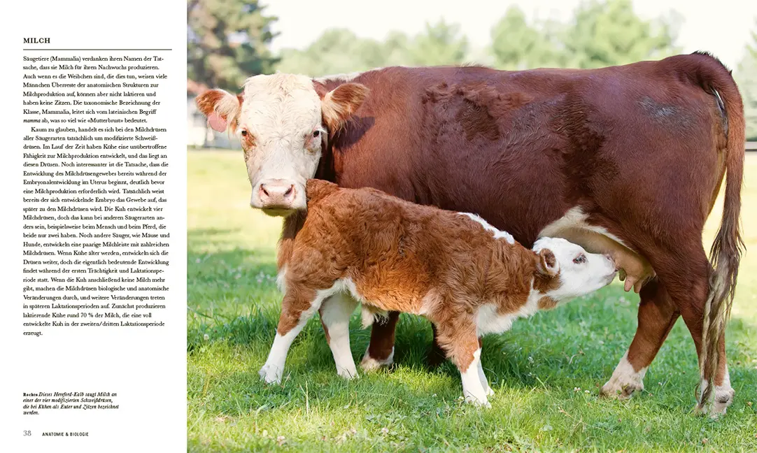 Sample Content (Image) Das Rind