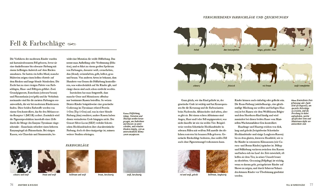 Sample Content (Image) Das Rind