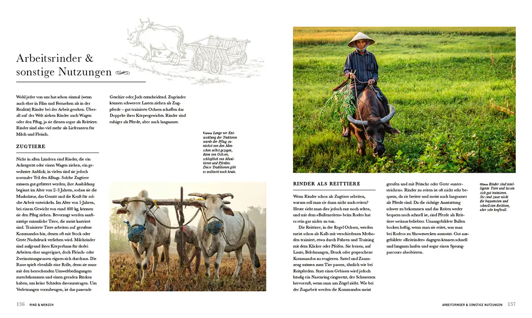 Sample Content (Image) Das Rind