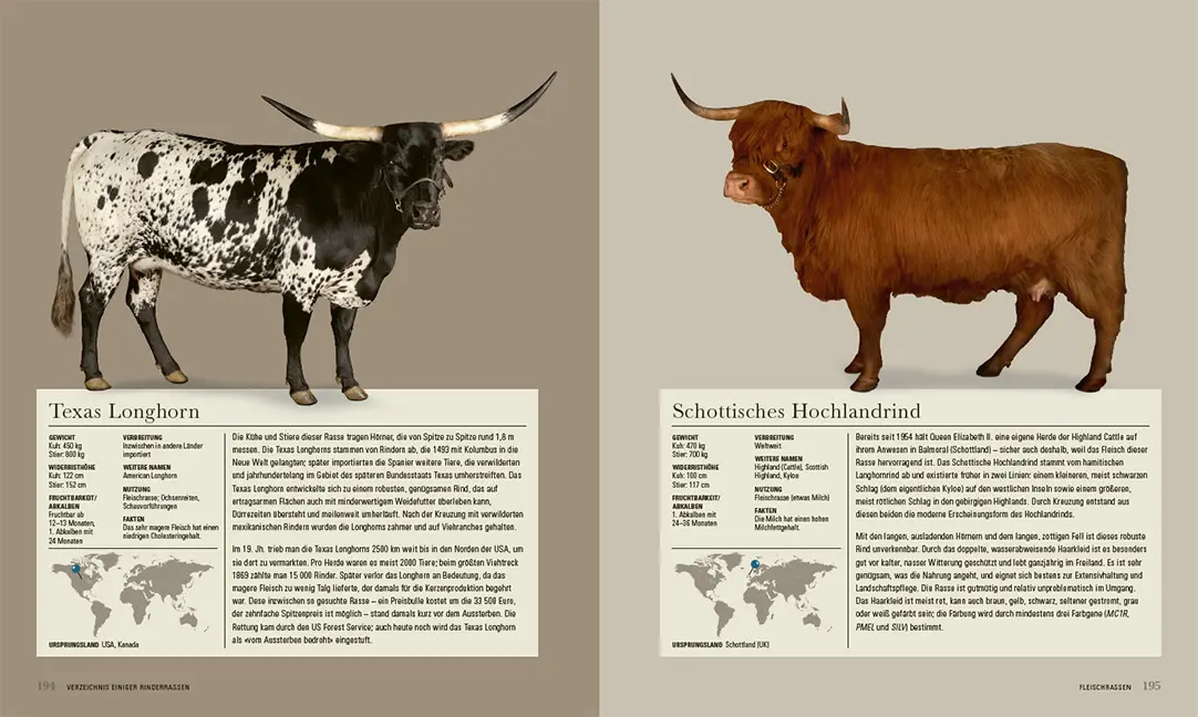 Sample Content (Image) Das Rind