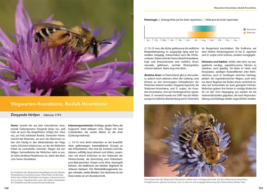 Sample Content (Image) Wildbienen artgerecht unterstützen