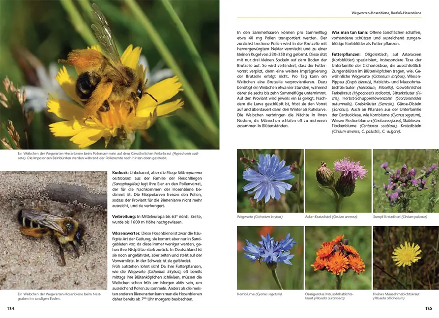 Sample Content (Image) Wildbienen artgerecht unterstützen
