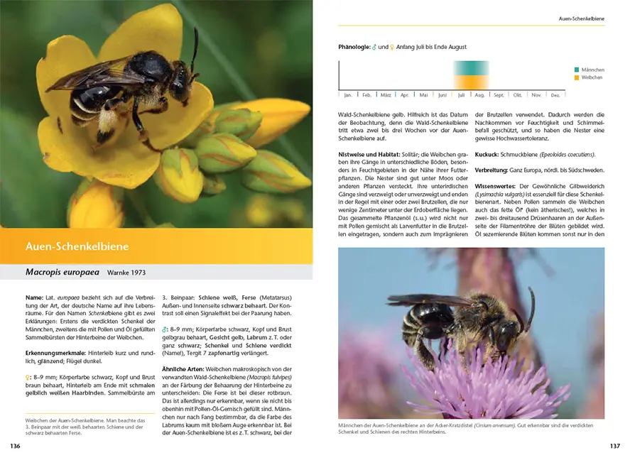 Sample Content (Image) Wildbienen artgerecht unterstützen