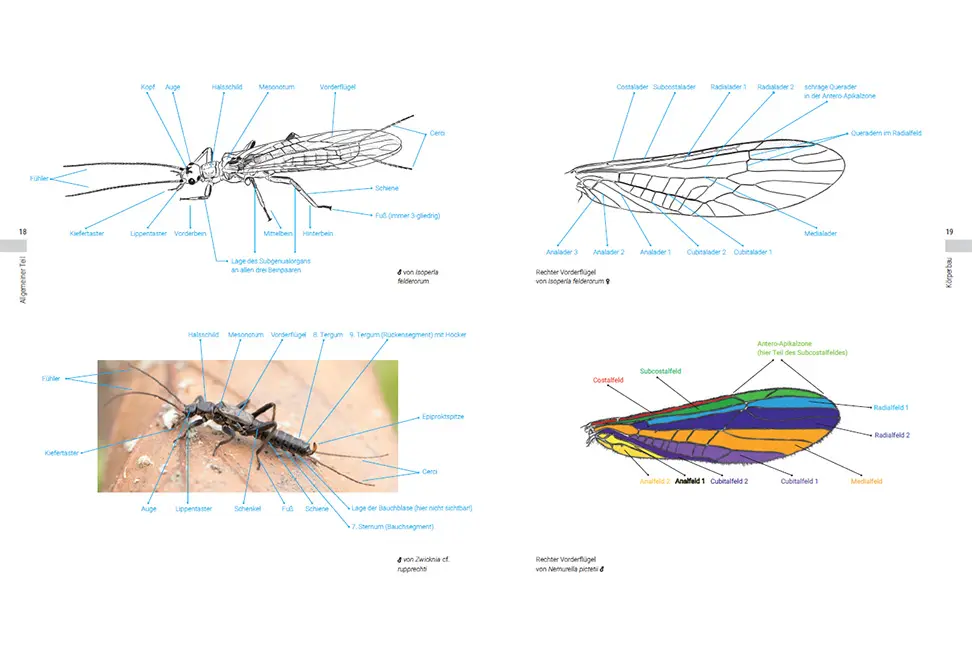 Sample Content (Image) Die Steinfliegen der Schweiz