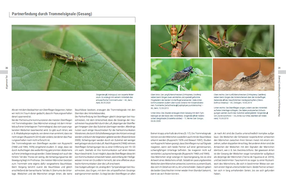 Sample Content (Image) Die Steinfliegen der Schweiz