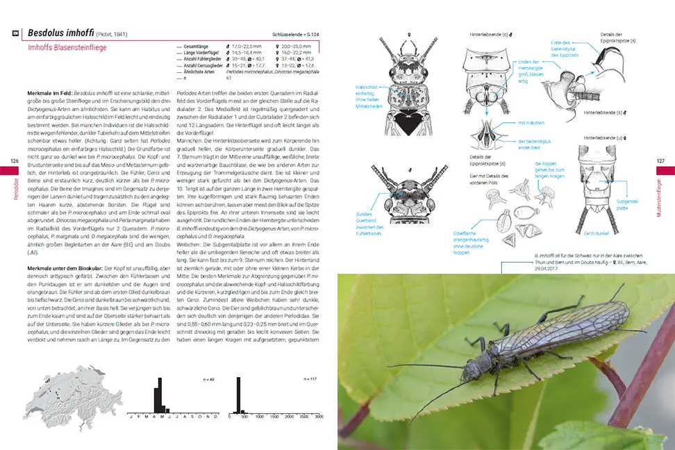 Sample Content (Image) Die Steinfliegen der Schweiz