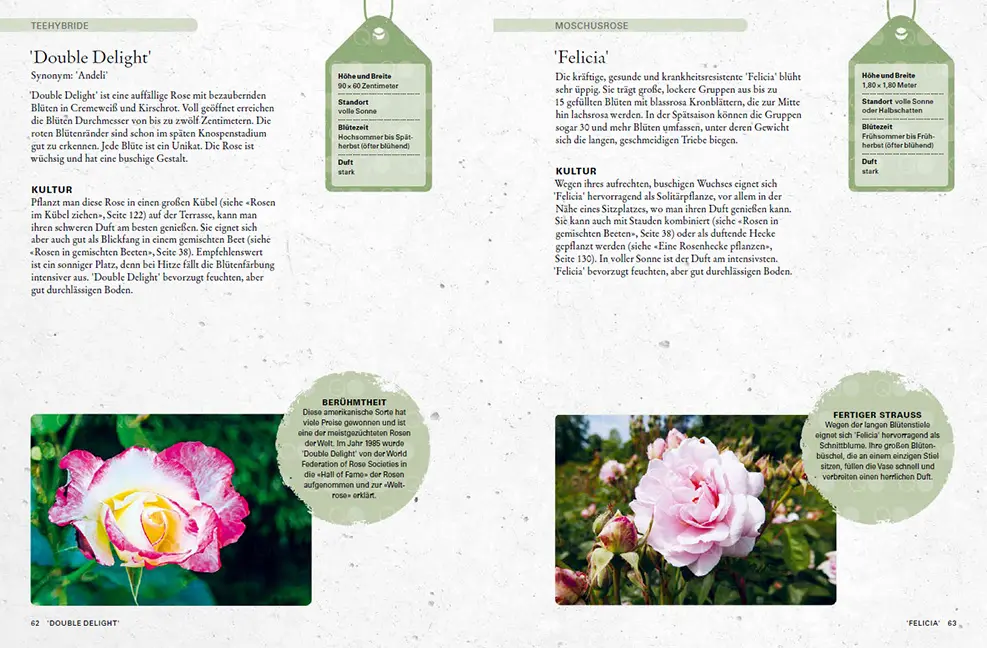 Sample Content (Image) Rosen