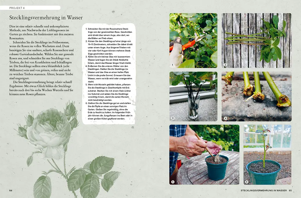 Sample Content (Image) Rosen