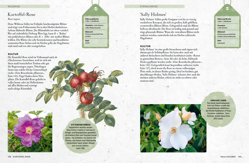 Sample Content (Image) Rosen