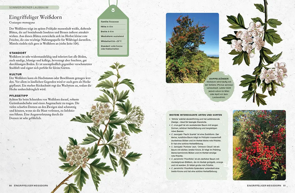 Sample Content (Image) Gartenbäume