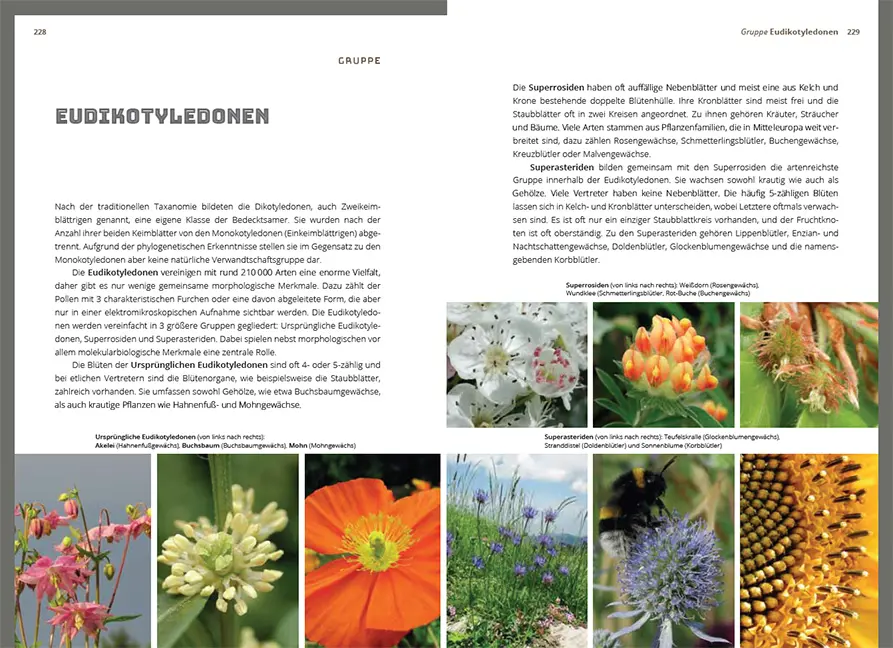 Sample Content (Image) Grundlagen der Feldbotanik