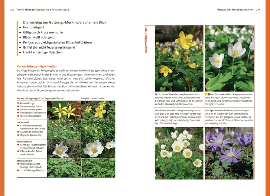 Sample Content (Image) Grundlagen der Feldbotanik