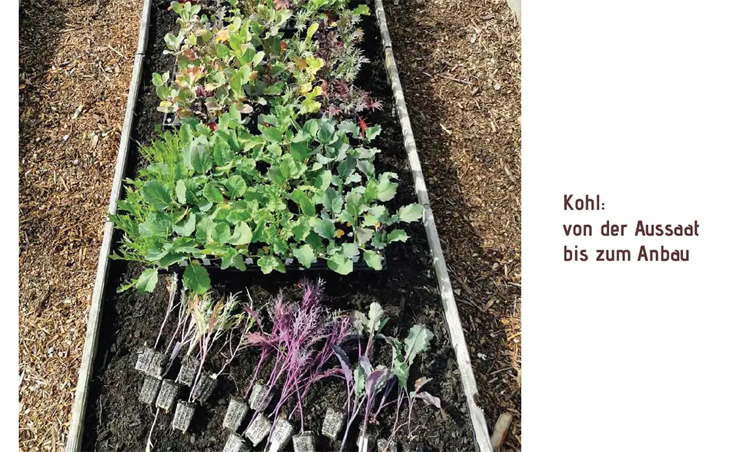 Sample Content (Image) Lust auf Kohl