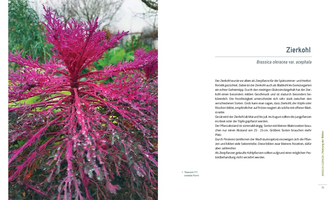 Sample Content (Image) Lust auf Kohl