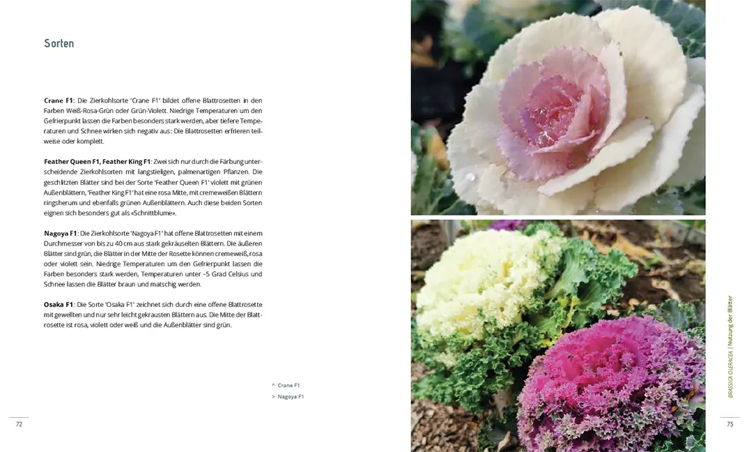 Sample Content (Image) Lust auf Kohl